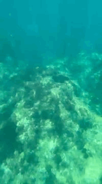 Sparkling blue, green Mediterranean underwater in Malta's Għar Lapsi